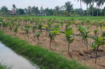 Vườn ươm cây giống SA KÊ cho dự án Sake Toàn Cầu – Sake Việt 