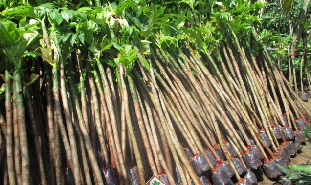 Thu hoạch cây giống Sake - Sake Toàn Cầu - Sake Việt - The Breadruit tree 