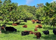 Sa Kê Toàn Cầu - Sa Kê Việt - Tại xã Nghĩa Thành