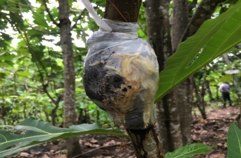 VƯỜN ƯƠM GIỐNG SA KÊ: "TRÁI TIM" CHIẾN LƯỢC VÀ NỀN TẢNG CHO ĐẾ CHẾ NÔNG NGHIỆP TỶ ĐÔ