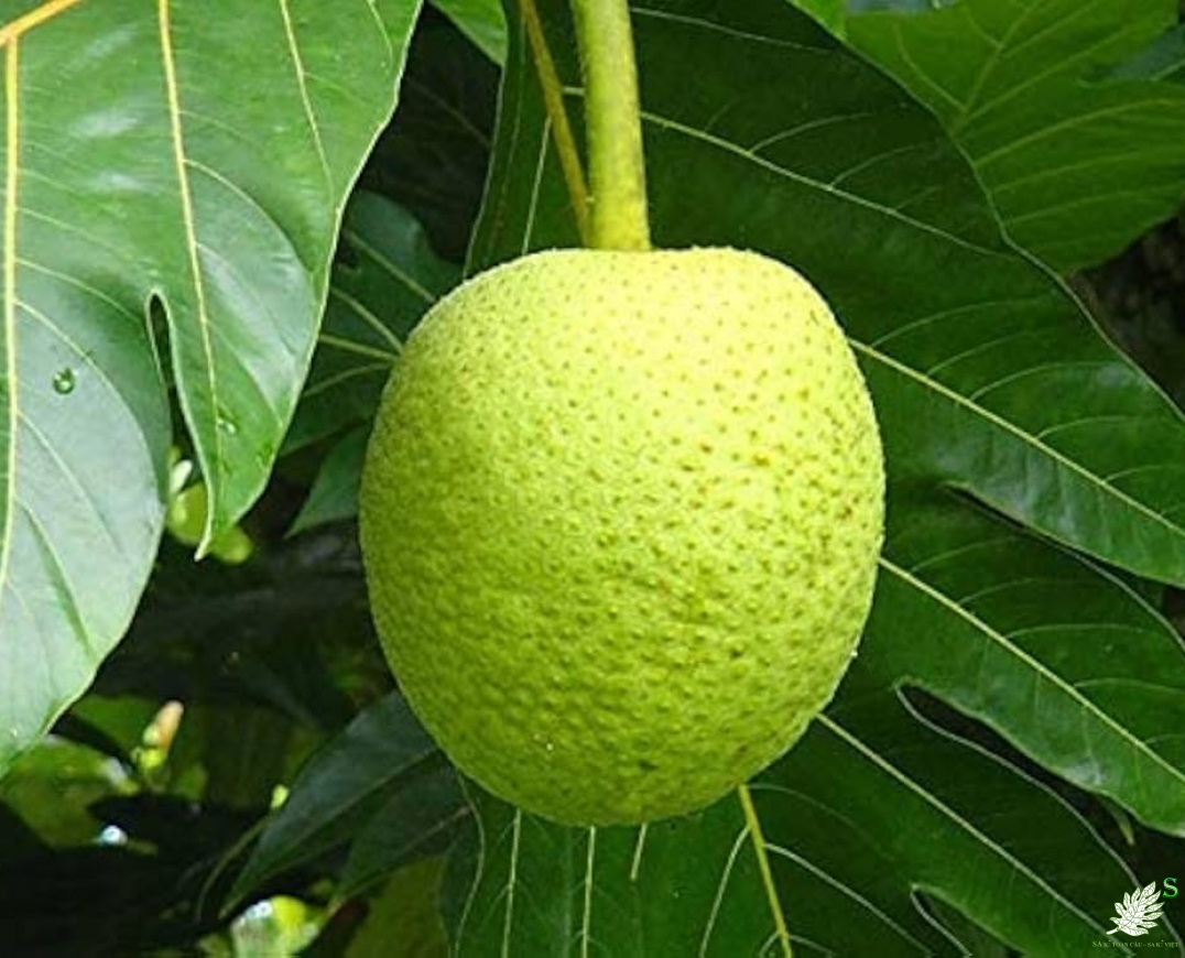 QUẢ SA KÊ LOẠI 1