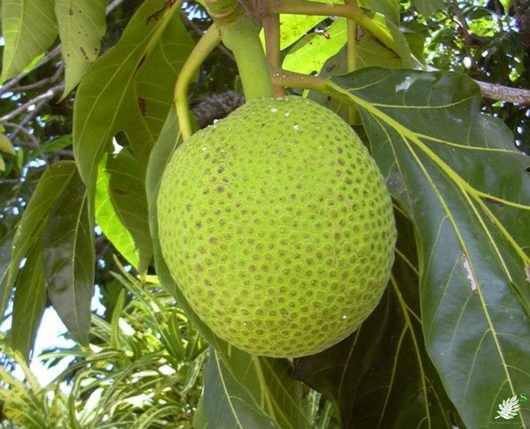 QUẢ SA KÊ LOẠI 2