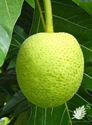 QUẢ SA KÊ LOẠI 1