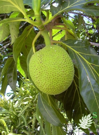 QUẢ SA KÊ LOẠI 2